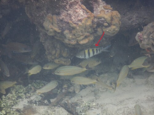 Abudefduf saxatilis