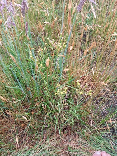 Senecio sylvaticus iNat (2)