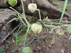 Physalis heterophylla