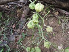 Physalis heterophylla