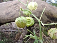 Physalis heterophylla