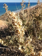 Atriplex paludosa