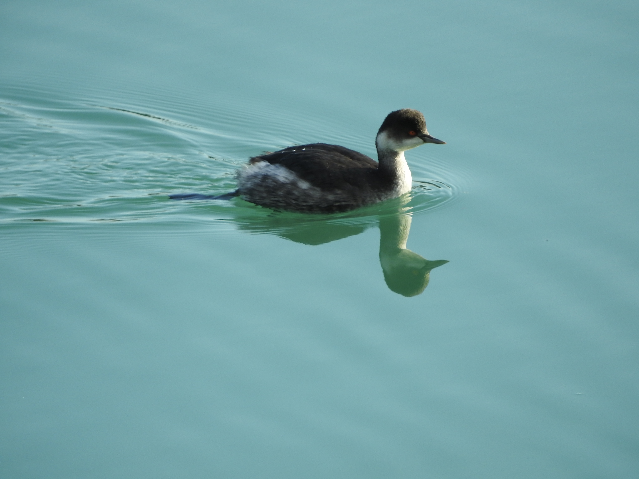 Black-necked Grebe (Podiceps nigricollis), photo 3