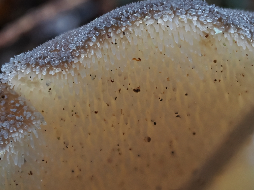 Pseudohydnum gelatinosum · January 2026 · photo: © mycomiasma (iNaturalist, cc-by)