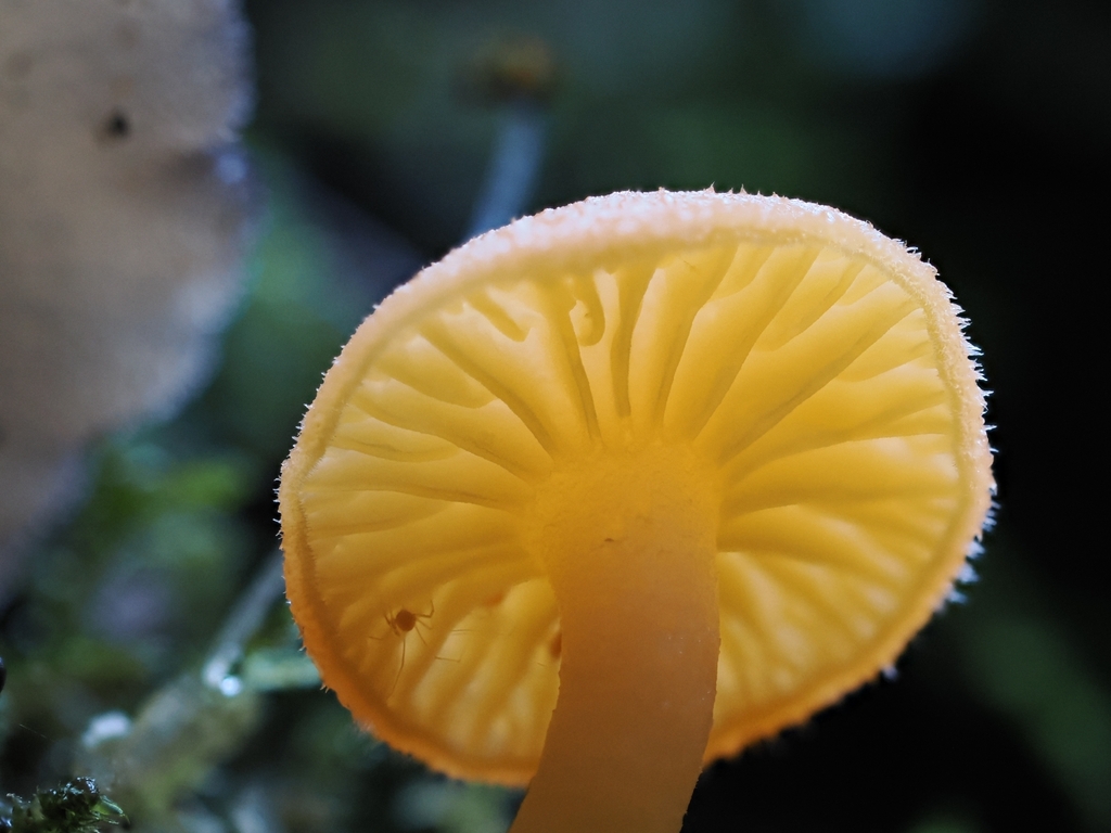 Chrysomphalina aurantiaca · January 2026 · photo: © mycomiasma (iNaturalist, cc-by)
