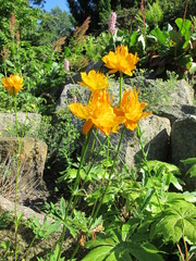 Trollius chinensis