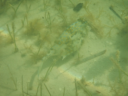 Acanthostracion quadricornis
