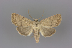 Homorthodes rectiflava