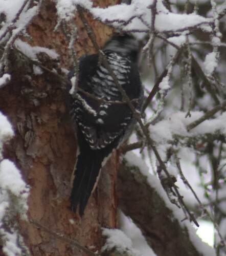 American Three-toed Woodpecker (Picoides dorsalis), photo 2