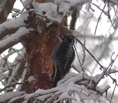 American Three-toed Woodpecker (Picoides dorsalis), photo 1