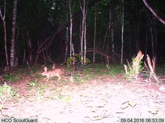 Sylvilagus cunicularius