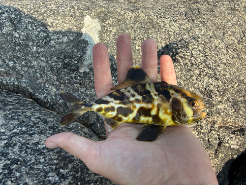 Seriolina nigrofasciata observed 2025-12-19