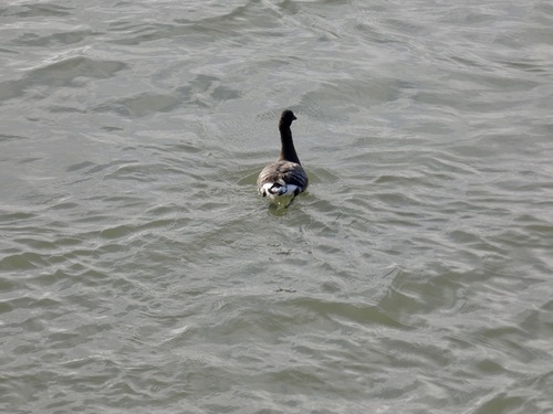 Brent Goose