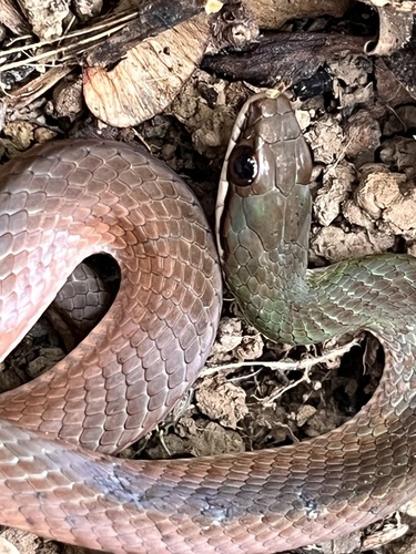Erythrolamprus macrosomus