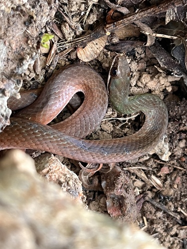 Erythrolamprus macrosomus