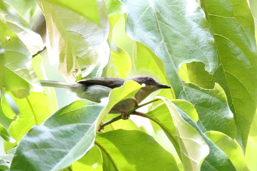 iNaturalist image