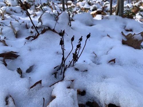 Ein weiteres Foto von Ghost plant