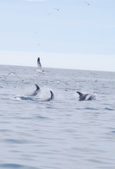 Lagenorhynchus albirostris