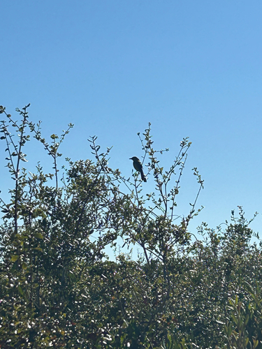 Florida Scrub Jay (Aphelocoma coerulescens)