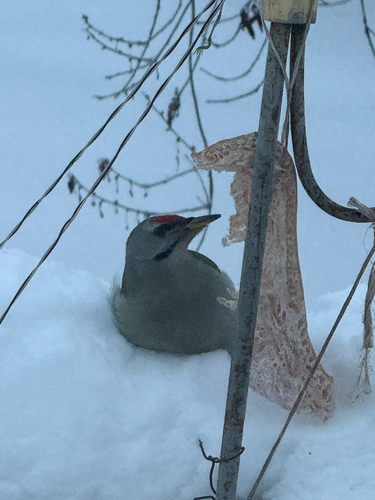 Grey-headed Woodpecker (Picus canus), photo 4