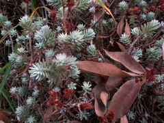 Sedum griseum