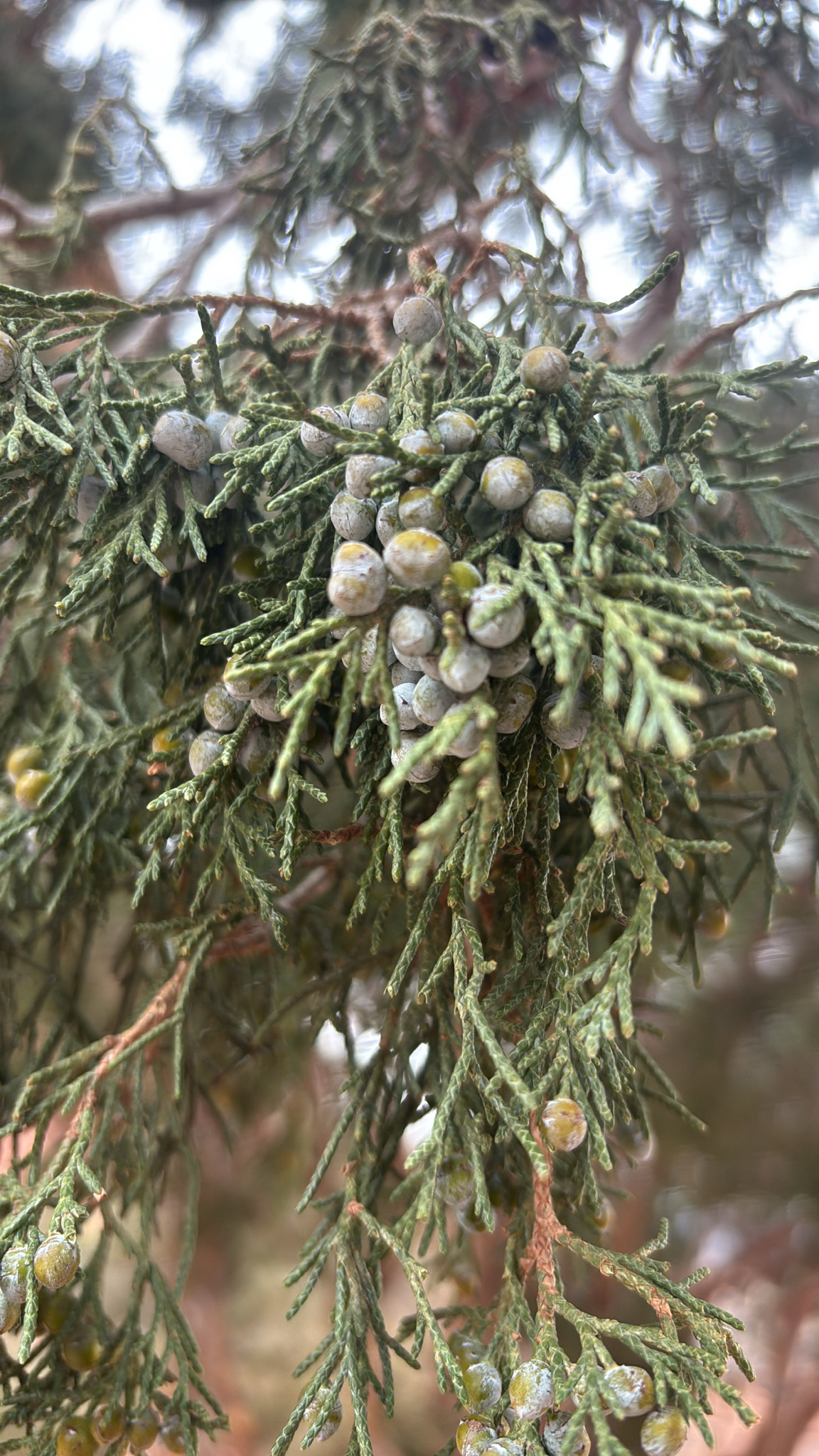 Rocky Mountain juniper
