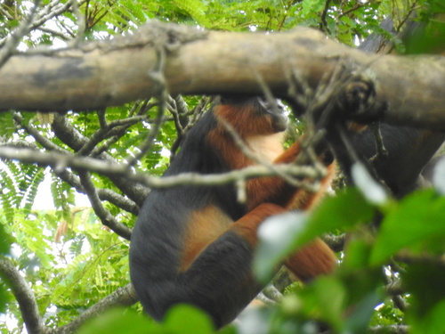 Temminck's Bay Colobus