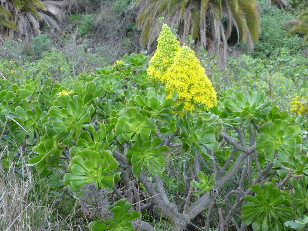 Aeonium arboreum