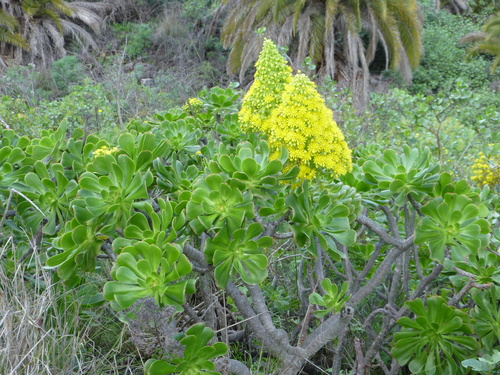 Aeonium arboreum
