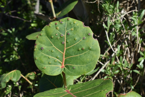 Unknown species found near Jupiter Island, FL 33455, USA