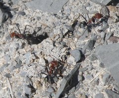 Iridomyrmex sanguineus