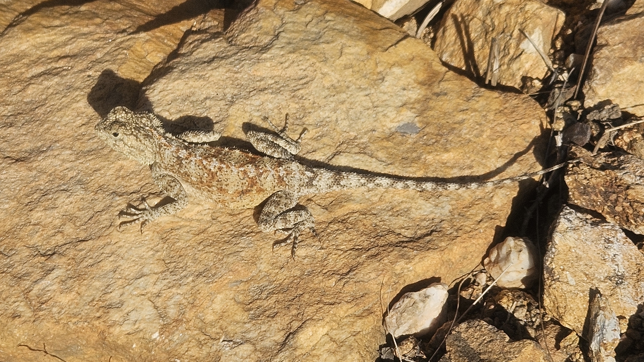Agama atra Daudin, 1802