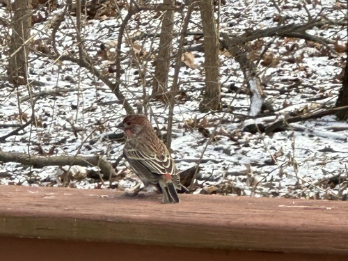 House Finch (Haemorhous mexicanus), photo 3