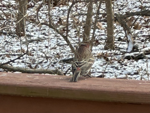 House Finch (Haemorhous mexicanus), photo 4