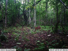 Sylvilagus cunicularius