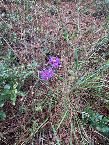 Narrow Leaf Ironweed (Vernonia angustifolia)