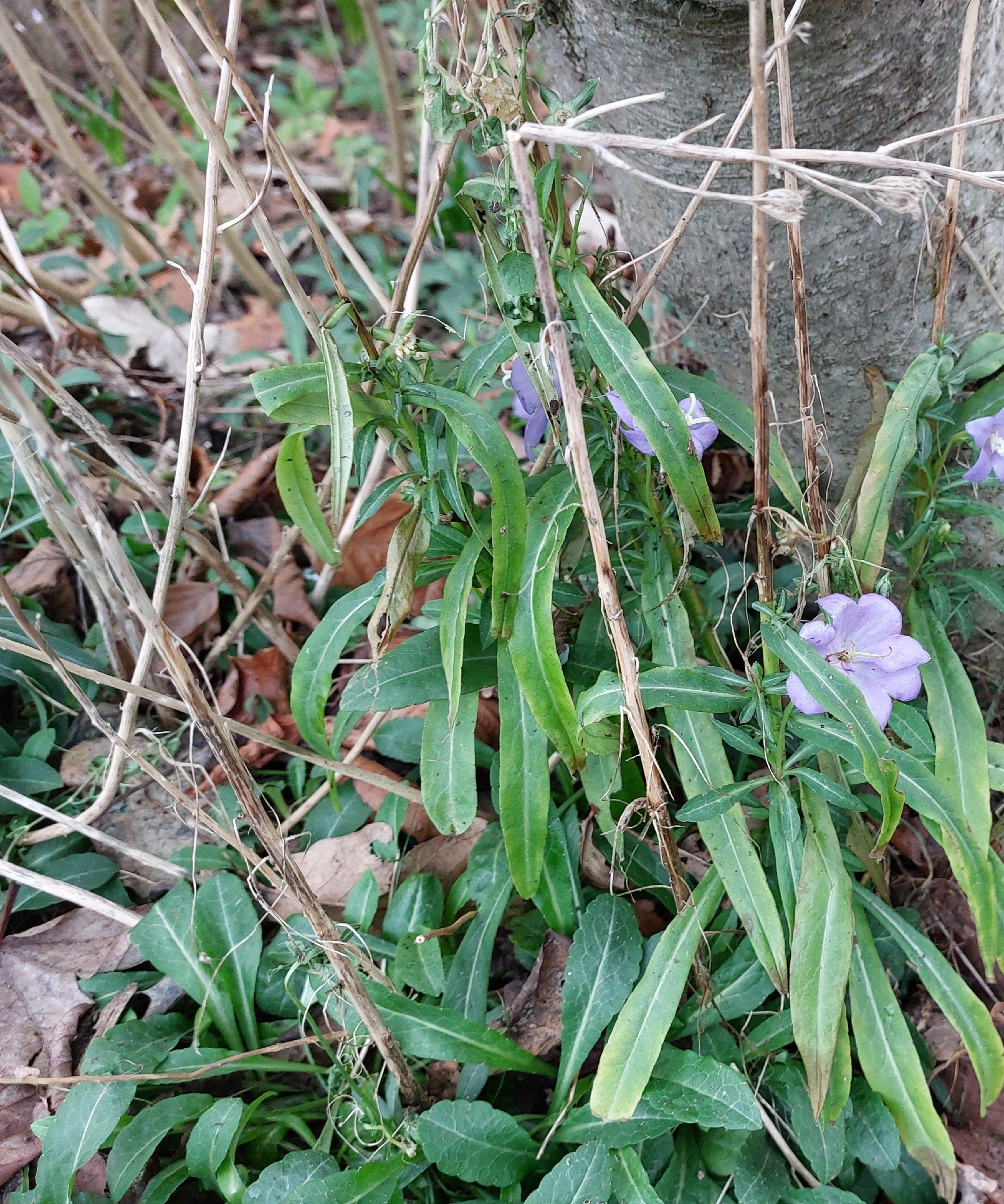 Peach-leaved bellflower