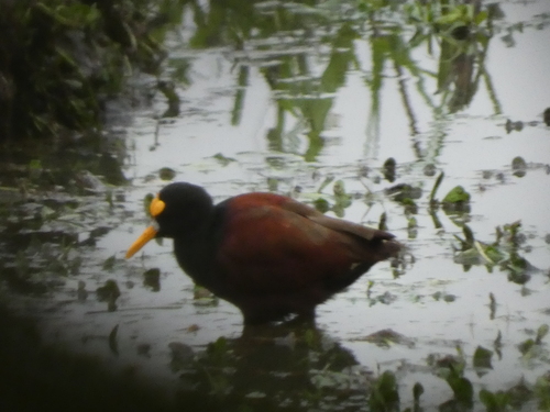 Northern Jacana (Jacana spinosa), photo 5