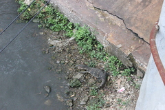 Varanus salvator