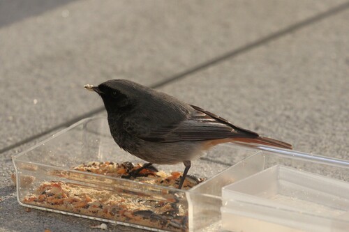 Black Redstart (Phoenicurus ochruros)