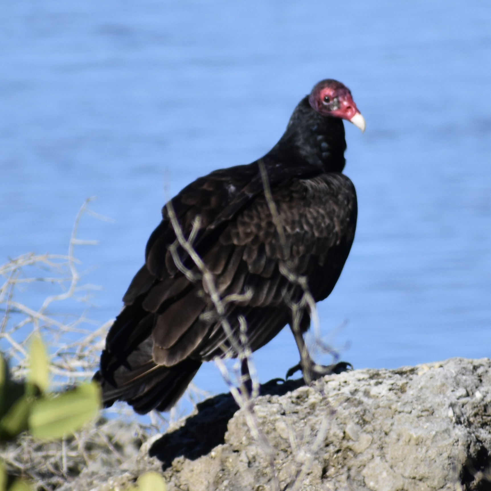 Cathartes aura (Linnaeus, 1758)