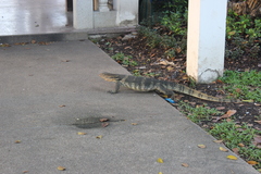 Varanus salvator