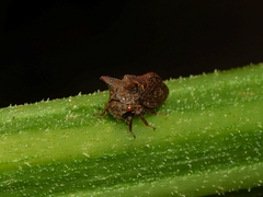 Pogonella minutus