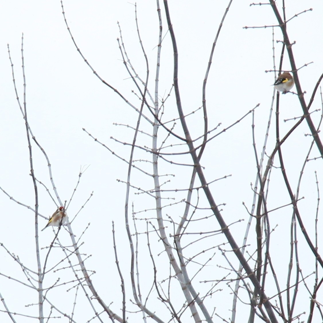 European Goldfinch (Carduelis carduelis), photo 7