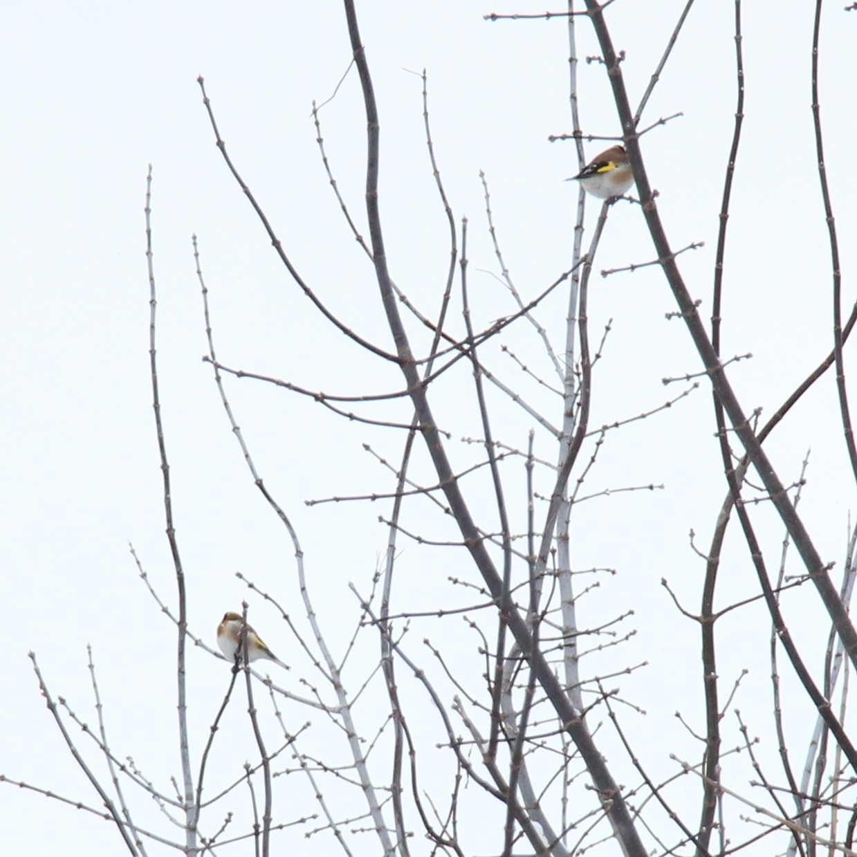 European Goldfinch (Carduelis carduelis), photo 8