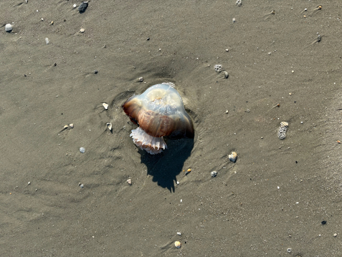 Cannonball Jelly photographed in South Carolina