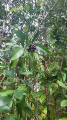 Ardisia elliptica, recorded fruiting