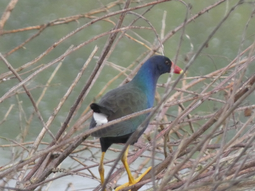Purple Gallinule (Porphyrio martinica), photo 4