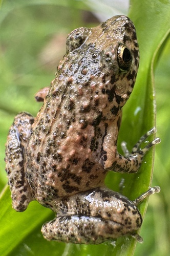 Eleutherodactylus planirostris observed 2026-01-01