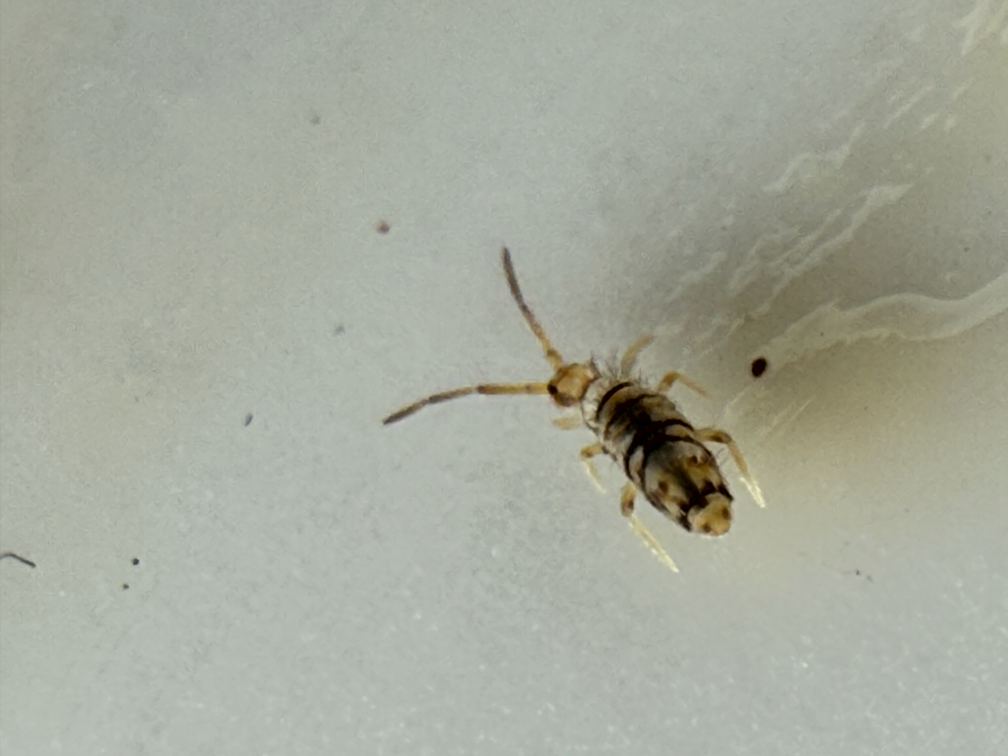 Entomobrya atrocincta Schött, 1896
